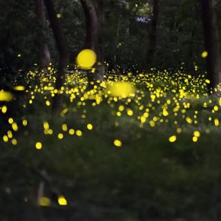 夏天的夜晚