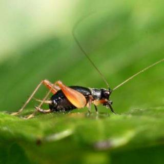 昆虫记——蟋蟀：小心翼翼的歌者