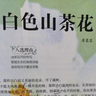 中文3《白色山茶花》