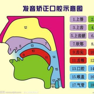 口腔控制四步骤：提、打、挺、松