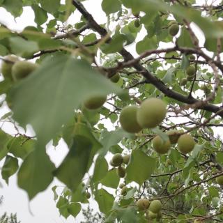 九年级上册《醉翁亭记》