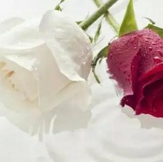叙世|红玫瑰与白玫瑰