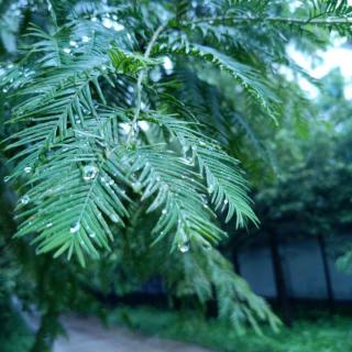 雨