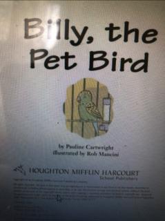 Billy the pet bird