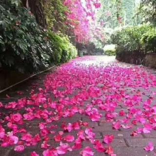 《飞花如梦》作者/诵读 飘