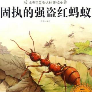 小乐老师见故事《法布尔昆虫记—固执的强盗红蚂蚁》