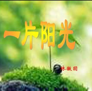 《一片阳光》林徽因