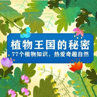 06、植物能相互交流吗？