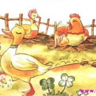 【海贝睡前故事】余老师睡前故事第4天《鸡🐔妈妈和小鸭子🦆》