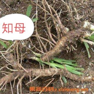 69思考中药（白虎汤）唐略