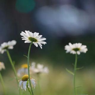 我愿意是急流：裴多菲