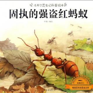 小乐老师讲故事《法布尔昆虫记—固执的强盗红蚂蚁》（来自FM151810436）