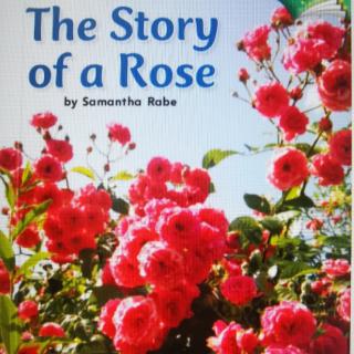 The story of a rose