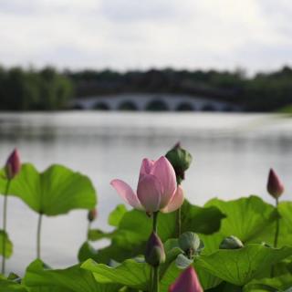 每日《论语·子罕篇》第二十三章学习心得语音分享！