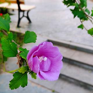 小说《第一刺客女婿》节选