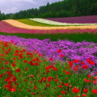 途中遇见花