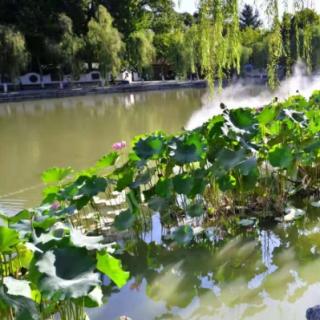 《 夏日新娘~写给荷花 》作者云逍遥    诵读雨花石