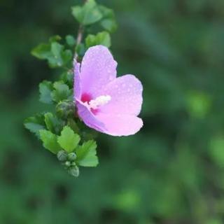 295木槿花 伊豆