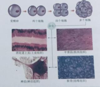 七年级上册人教版生物 2-2-2