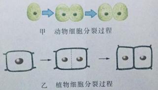 七年级上册人教版生物2-2-1