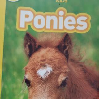 david02-ponies-8.11