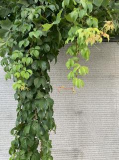 又是一个桂花飘香的时节  苏木半夏