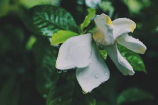 诗词中的几场夜雨，淅沥了梦境，承载了深情