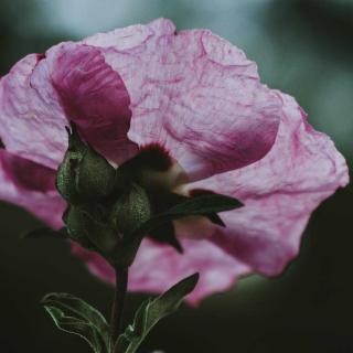 川端康成《阵雨中的车站》——《早晨的趾甲》