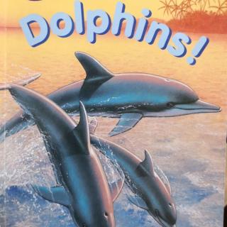 Dolphins!2