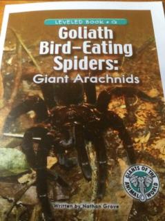20200803 Goliath Bird eating spiders giants arachnids