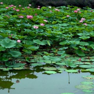 《夜雨荷塘》田小强