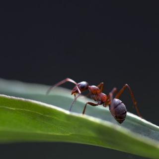 「昆虫记」强盗红蚂蚁《昆虫记》法布尔