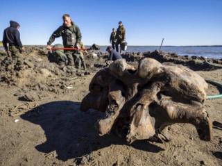 30. 西伯利亚发现保存完好的猛犸象骨骼
