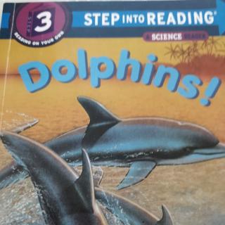 Dolphins!