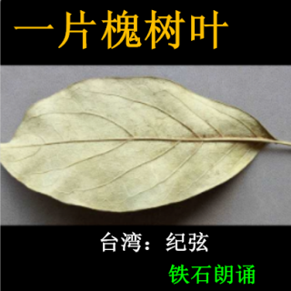 《一片槐树叶》台湾：纪弦 ；铁石朗诵
