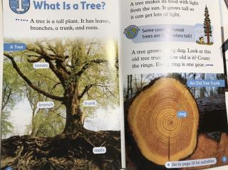 Tree______________ [ I(i)ntroduction.1.2、（1）What is a tree （2）Parts of a tree. ]