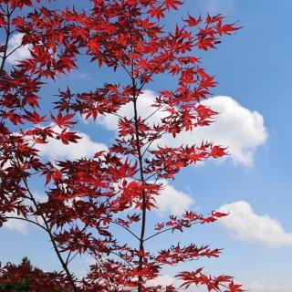 《写给8.19中国医师节》作者：刘信生；朗读：郑力