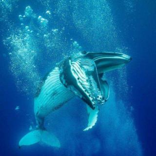 Song of Humpback 深海座头鲸的歌声，深海恐惧症勿点，会当场去世