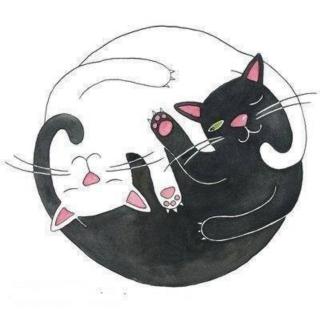 黑猫和白猫