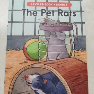 Stage 3-The Pet Rats