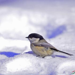 一场雪
文/牧之  主播/一路同行