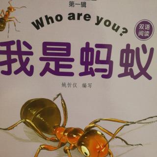 小小自然迷——我是蚂蚁