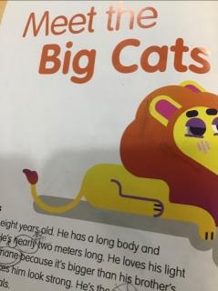 Meet The Big Cat