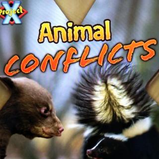 Animal Conflicts🐾