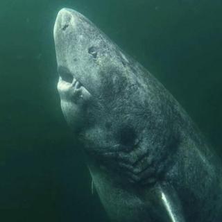 39. 512岁的格陵兰鲨鱼