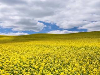 yummy spring flowers