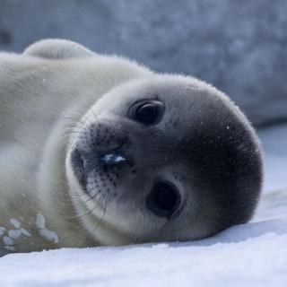 Newsela: Seals with high tech hats collecting climate data in the Antarctic