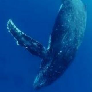 Humpback whale song 鲸鱼的歌声，你听出了孤独还是愉快？