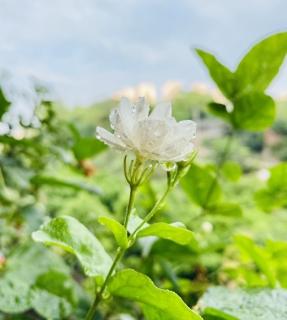 四年级古诗诵读《清平乐 村居》