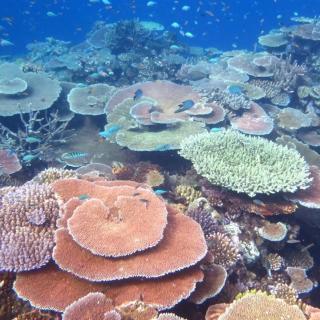 41. 大堡礁珊瑚恢复的希望